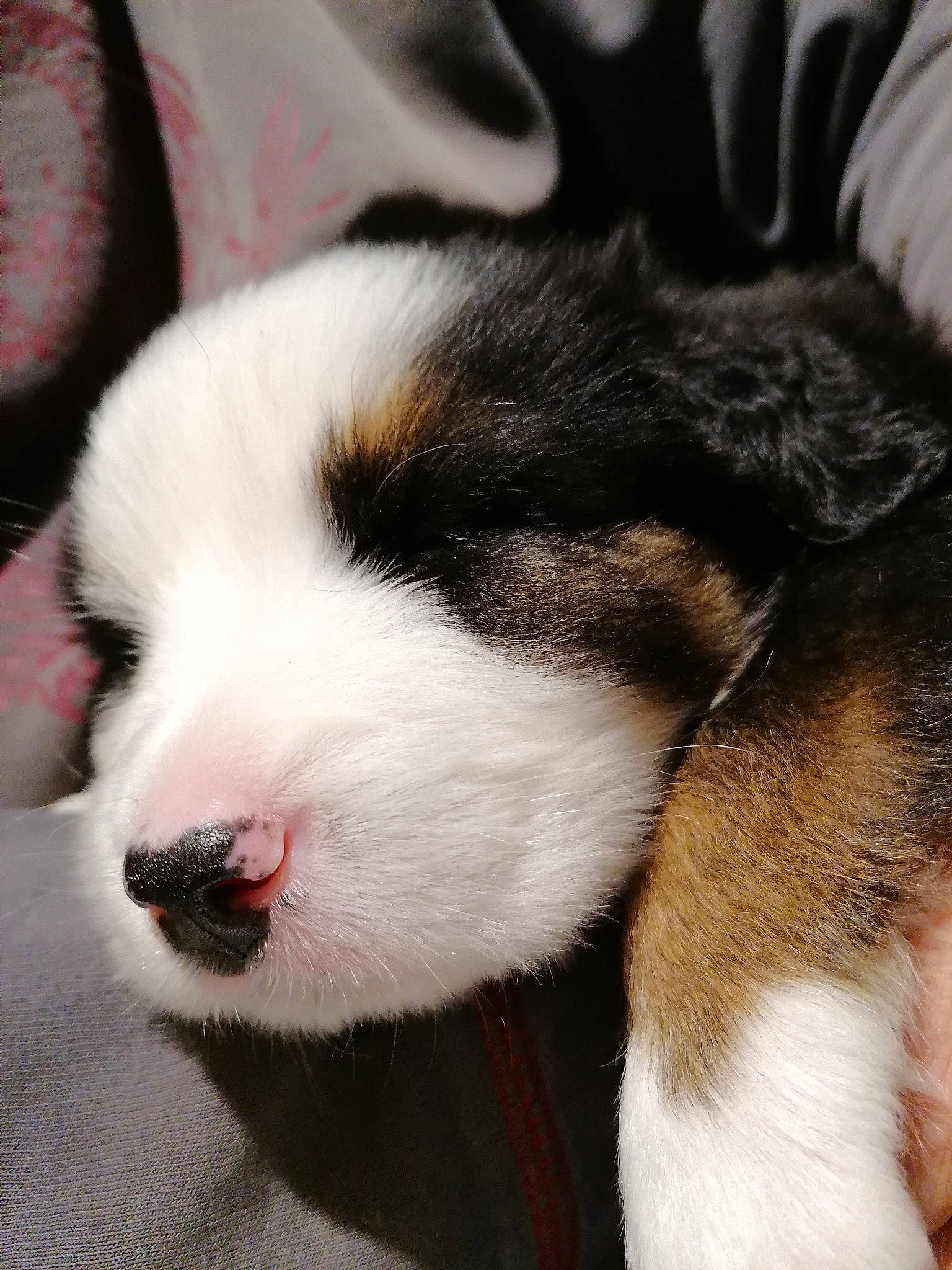 Phalco a rejoint le concours — aidez-le/la à gagner de superbes lots ! bernese_mountain_dog, canidae, carnivore, dog, dog_breed, ear, fur, mammal, nap, nose, puppy, puppy_love, sleep, snout, tornjak, vertebrate