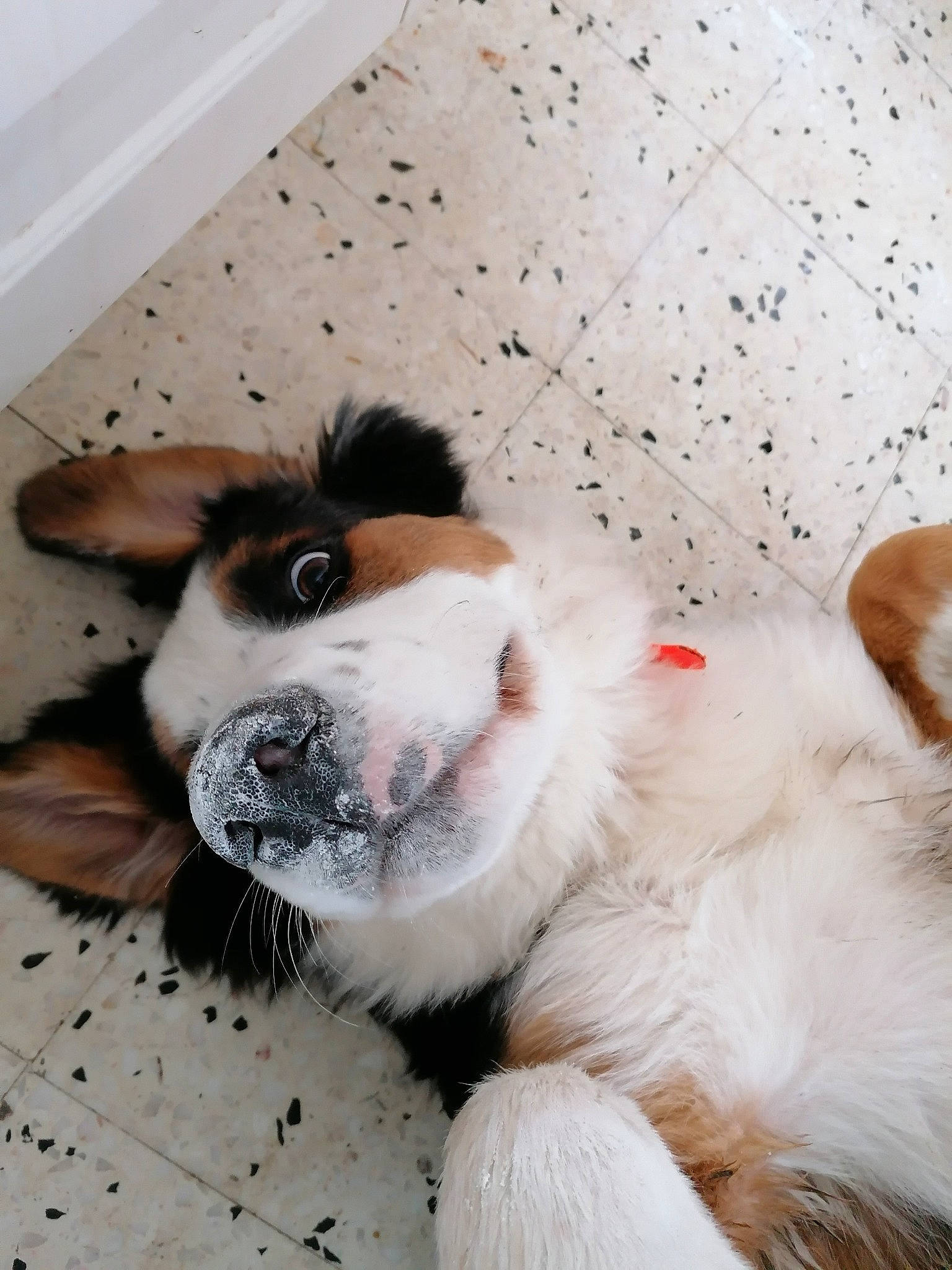 Phalco participe au concours pour gagner de l'argent avec cette photo : australian_shepherd, canidae, carnivore, companion_dog, dog, dog_breed, ear, mammal, nose, paw, puppy, puppy_love, snout, sporting_group