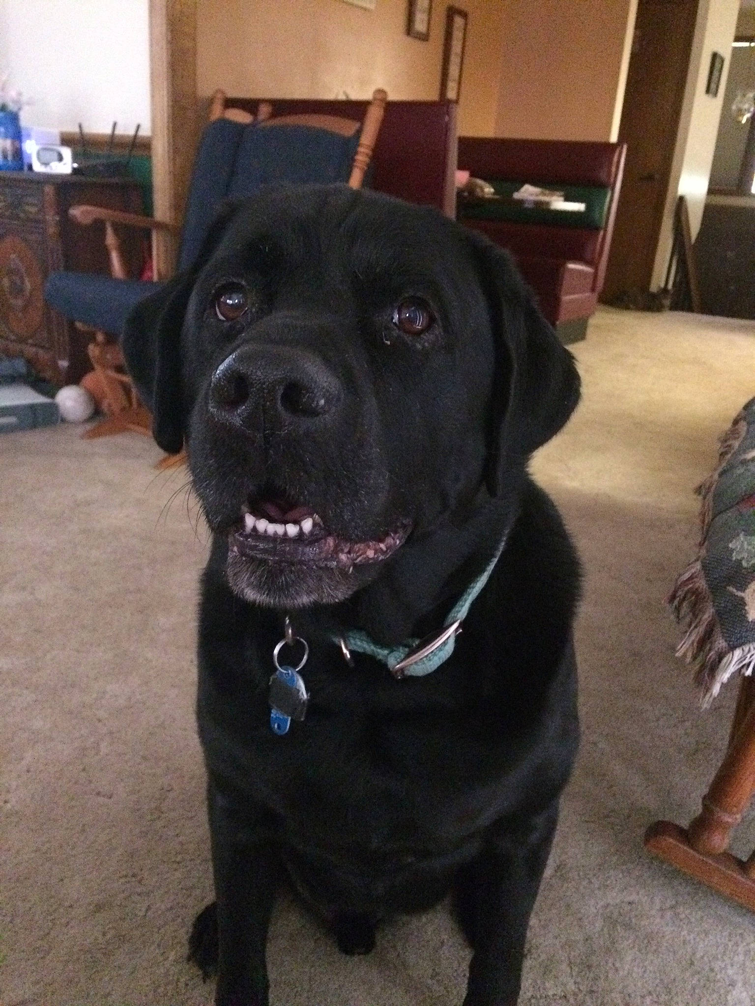 Hank joined the competition — help win amazing prizes! beagador, borador, cane_corso, canidae, carnivore, companion_dog, dog, dog_breed, fawn, guard_dog, labrador_retriever, mammal, retriever, snout, sporting_group