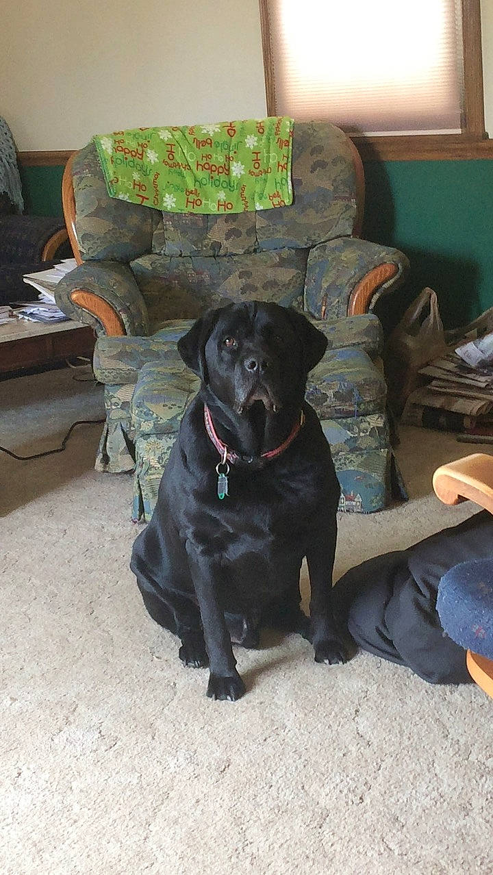 Hank joined the competition — help win amazing prizes! beagador, borador, canidae, carnivore, companion_dog, dog, dog_breed, flat_coated_retriever, formosan_mountain_dog, labrador_retriever, mammal, patterdale_terrier, plott_hound, retriever, sporting_group