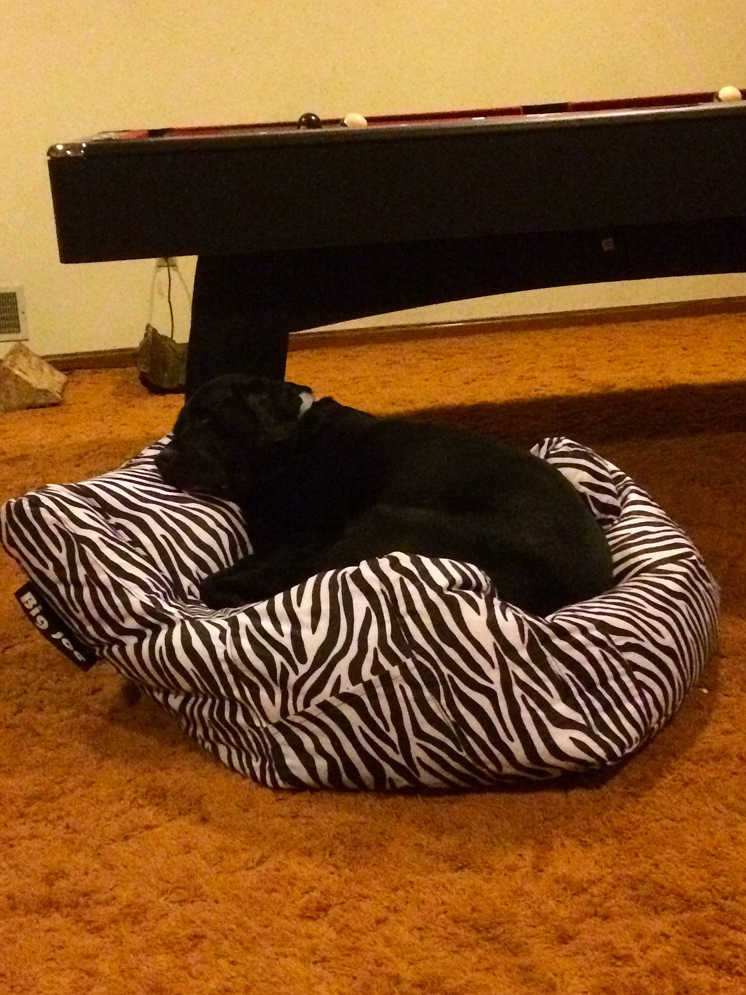 Hank is registered to the contest to win money with this photo: comfort, dog_bed, footwear, fur, furniture, room, shoe