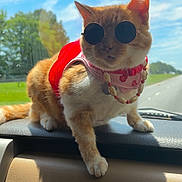 Orangy joined the competition — help win amazing prizes! animal, beaded_necklace, blue_sky, car_dashboard, cat, clouds, cute, fashion, green_trees, indoor, orange_cat, pet, portrait, posing, red_outfit, road, summer, sunglasses, sunlight, vehicle