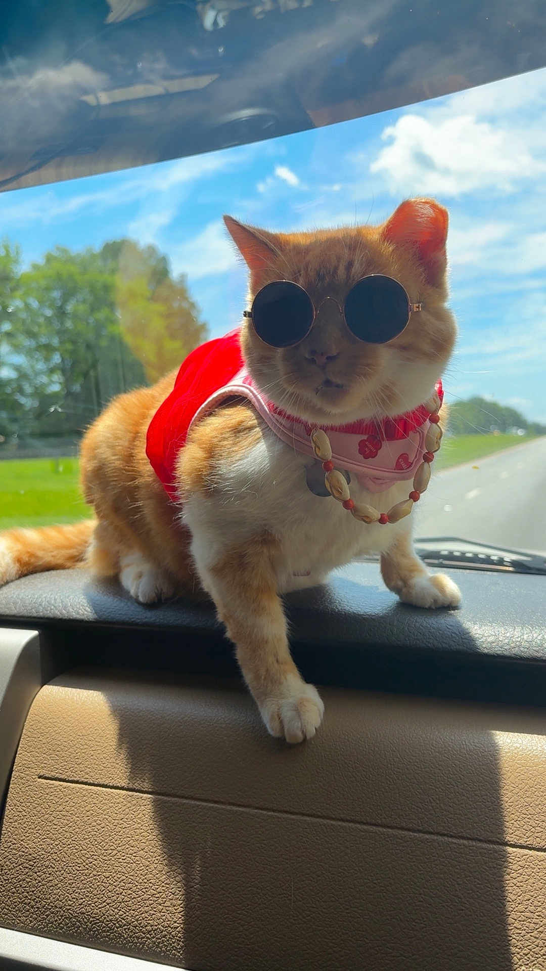 Orangy joined the competition — help win amazing prizes! animal, beaded_necklace, blue_sky, car_dashboard, cat, clouds, cute, fashion, green_trees, indoor, orange_cat, pet, portrait, posing, red_outfit, road, summer, sunglasses, sunlight, vehicle