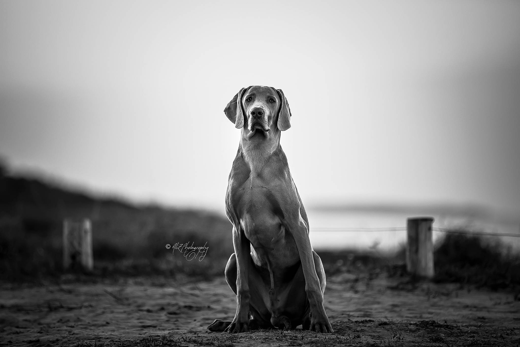 Ramsès a rejoint le concours — aidez-le/la à gagner de superbes lots ! black_and_white, canidae, carnivore, cloud, companion_dog, darkness, dog, dog_breed, fawn, flash_photography, grey, landscape, mammal, monochrome, monochrome_photography, sky, snout, style, vertebrate, working_animal