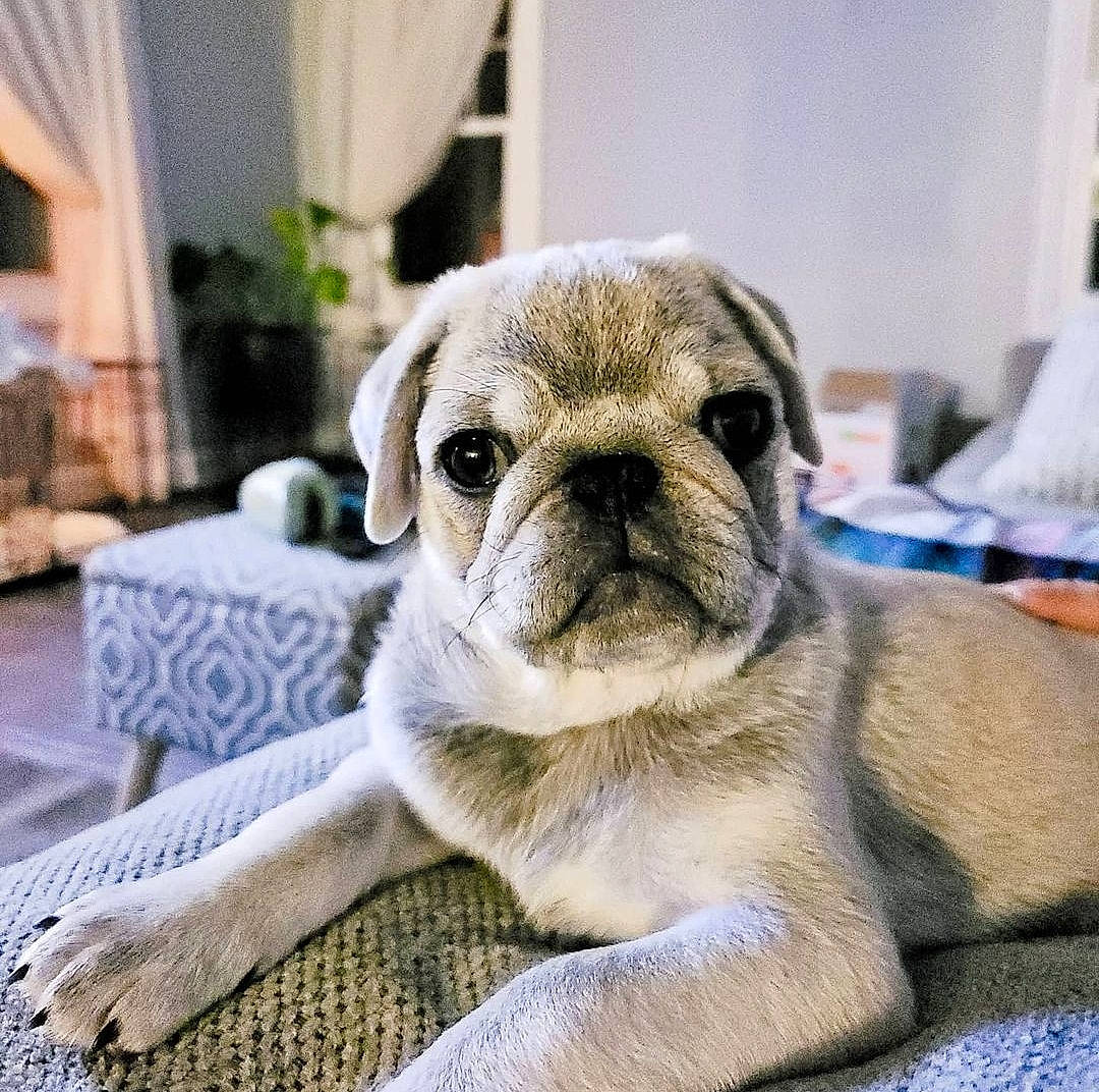 Donald is registered to the contest to win money with this photo: canidae, carnivore, comfort, companion_dog, curtain, dog, dog_breed, fawn, flooring, fur, houseplant, plant, pug, snout, sporting_group, terrestrial_animal, toy_dog, whiskers, working_animal, wrinkle