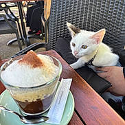 Britney a rejoint le concours — aidez-le/la à gagner de superbes lots ! beverage, black_patch, cafe, chair, coffee, cup, curious, daylight, foam, hand, kitten, outdoor, person, pet, spoon, sugar_packet, table, white_cat, wicker_chair, wooden_table
