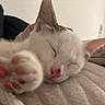 Britney participe au concours pour gagner de l'argent avec cette photo : animal, blanket, cat, close_up, cozy, cute, cute_pet, domestic_animal, fur, indoor, kitten, paw, pet, pink_nose, pink_paw_pads, relaxed, resting, sleeping, soft_texture, white_fur