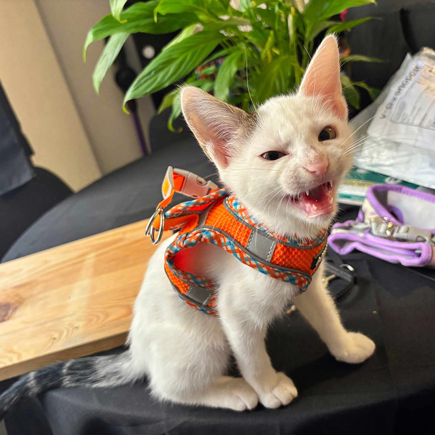 Britney participe au concours pour gagner de l'argent avec cette photo : kitten, cat, white_cat, orange_harness, pet, indoor, table, plant, wooden_surface, black_cloth, meowing, young_cat, fur, tail, ears, whiskers, domestic_animal, cute, animal, playful