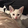 Britney participe au concours pour gagner de l'argent avec cette photo : animal, bed, blanket, cat, closeup, cozy, curious, cute, ears, face, fur, indoor, kitten, looking, pet, small, soft, whiskers, white_cat, young