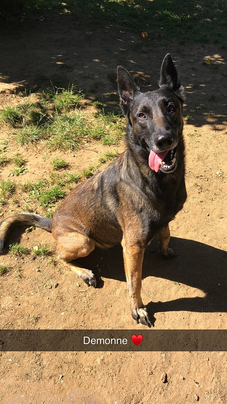 Alpha Et Demonne a rejoint le concours — aidez-le/la à gagner de superbes lots ! belgian_shepherd, belgian_shepherd_malinois, canidae, carnivore, dog, dog_breed, dutch_shepherd_dog, east_european_shepherd, formosan_mountain_dog, kai_ken, kunming_wolfdog, mammal, police_dog, rare_breed_dog, vertebrate, working_dog