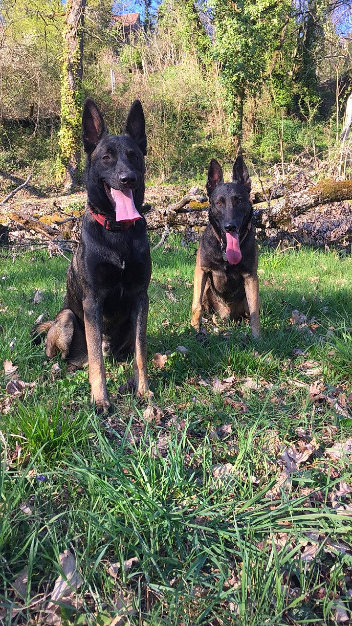 Alpha Et Demonne a rejoint le concours — aidez-le/la à gagner de superbes lots ! belgian_shepherd_malinois, bohemian_shepherd, canidae, carnivore, dog, dog_breed, east_european_shepherd, german_shepherd_dog, king_shepherd, kunming_wolfdog, mammal, old_german_shepherd_dog, rare_breed_dog, shiloh_shepherd_dog, vertebrate, working_dog