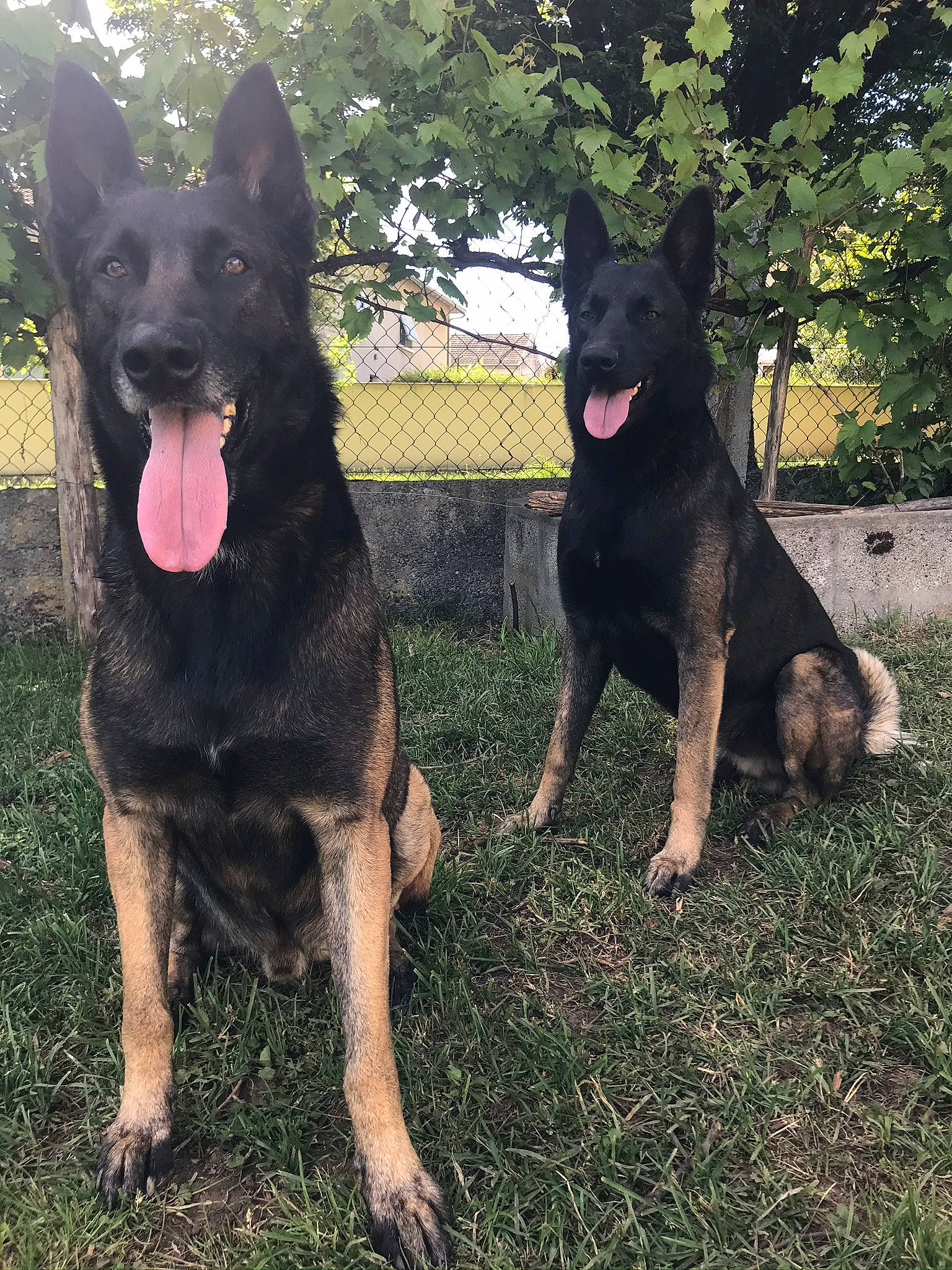 Alpha Et Demonne a rejoint le concours — aidez-le/la à gagner de superbes lots ! belgian_shepherd, belgian_shepherd_malinois, bohemian_shepherd, canidae, carnivore, dog, dog_breed, east_european_shepherd, german_shepherd_dog, king_shepherd, kunming_wolfdog, mammal, old_german_shepherd_dog, police_dog, rare_breed_dog, shiloh_shepherd_dog, vertebrate, working_dog