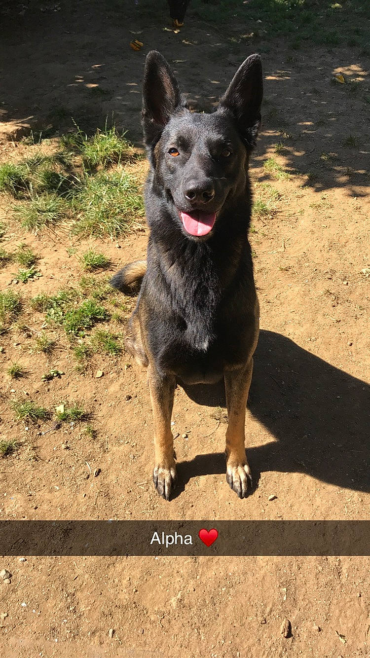 Alpha Et Demonne a rejoint le concours — aidez-le/la à gagner de superbes lots ! australian_cattle_dog, australian_kelpie, canidae, carnivore, dog, dog_breed, east_european_shepherd, formosan_mountain_dog, herding_dog, kunming_wolfdog, mammal, rare_breed_dog, texas_heeler, vertebrate, working_dog