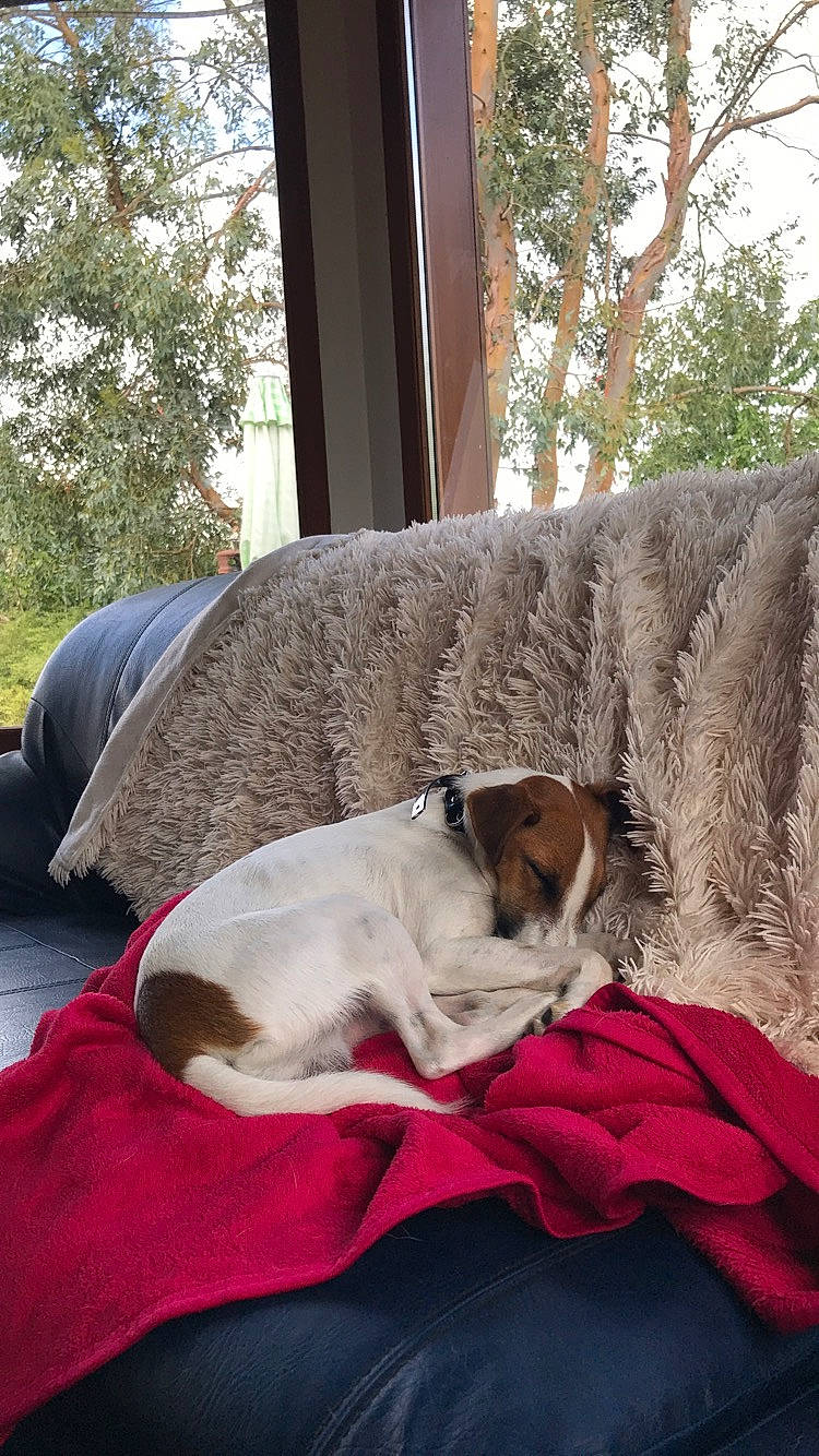 Oscar a rejoint le concours — aidez-le/la à gagner de superbes lots ! canidae, carnivore, comfort, companion_dog, danish_swedish_farmdog, dog, dog_breed, fawn, fox_terrier, nap