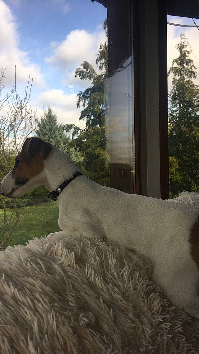 Oscar participe au concours pour gagner de l'argent avec cette photo : borzoi, canidae, carnivore, companion_dog, dog, dog_breed, fawn, fox_terrier, galgo_espanol, greyhound, hortaya_borzaya, magyar_agar, mammal, mudhol_hound, polish_greyhound, saluki, sighthound, smooth_fox_terrier, vertebrate, whippet