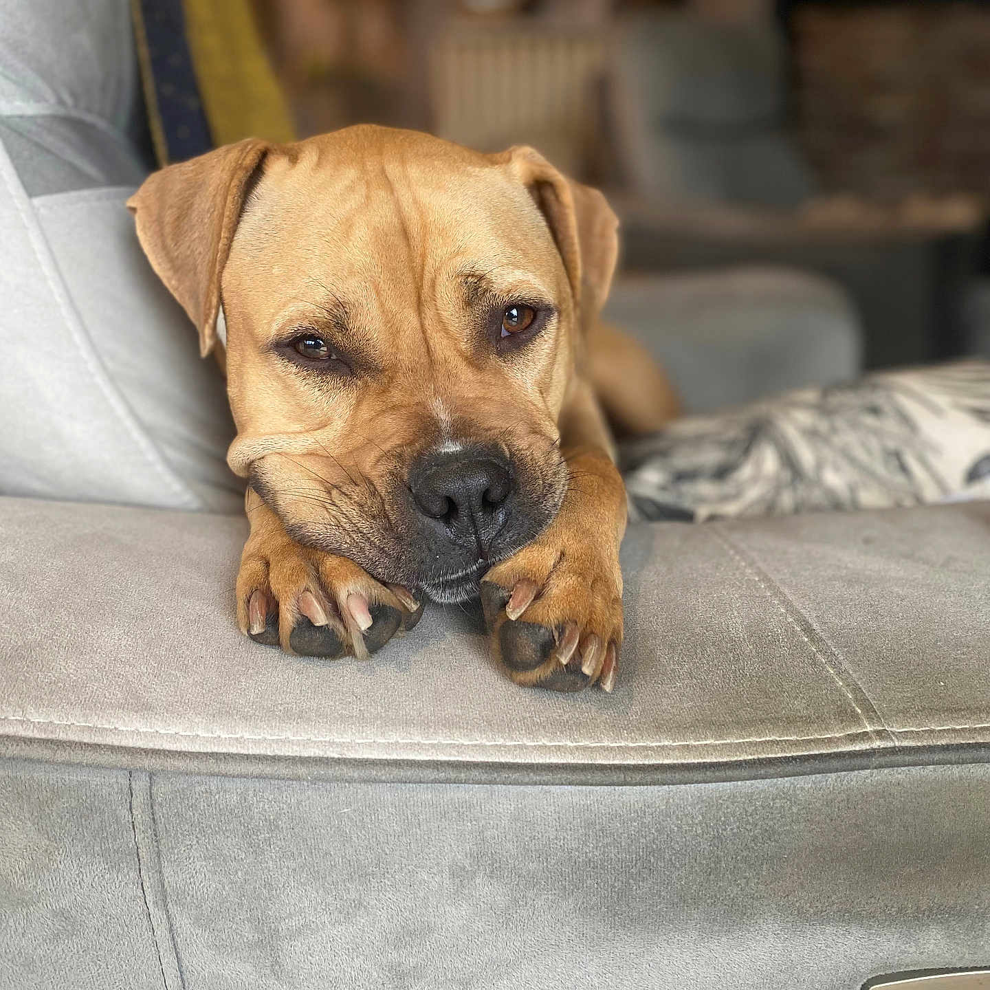 Toumy a rejoint le concours — aidez-le/la à gagner de superbes lots ! animal, boxer, bulldog, canine, chair, couch, cushion, dog, frenchbulldog, furniture, homedecor, hound, labradorretriever, person, pet, pitbull, pug, puppy, sleeping, snout