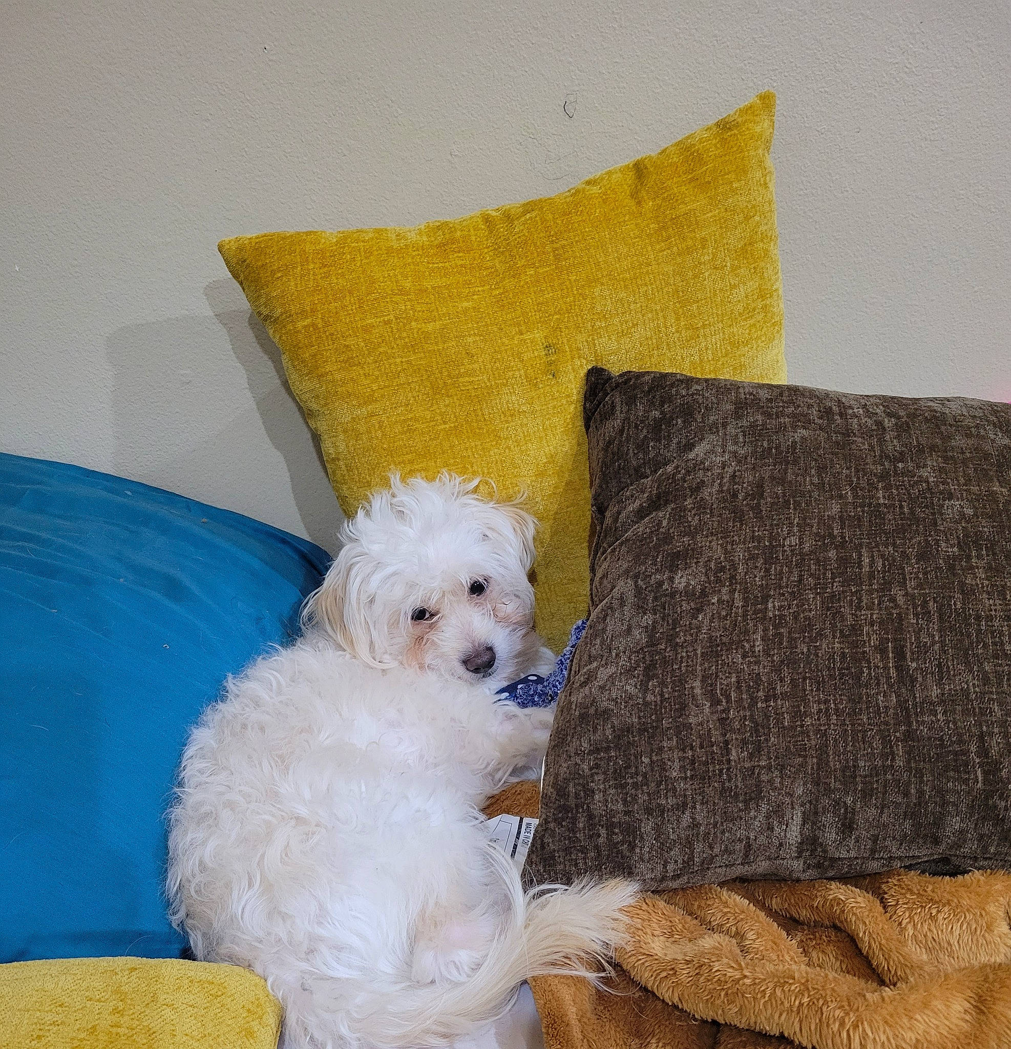 Brady is registered to the contest to win money with this photo: carnivore, chair, comfort, companion_dog, couch, cushion, dog, dog_breed, dog_supply, fashion_accessory, linens, pattern, pet_supply, pillow, poodle, rectangle, room, throw_pillow, toy_dog, water_dog