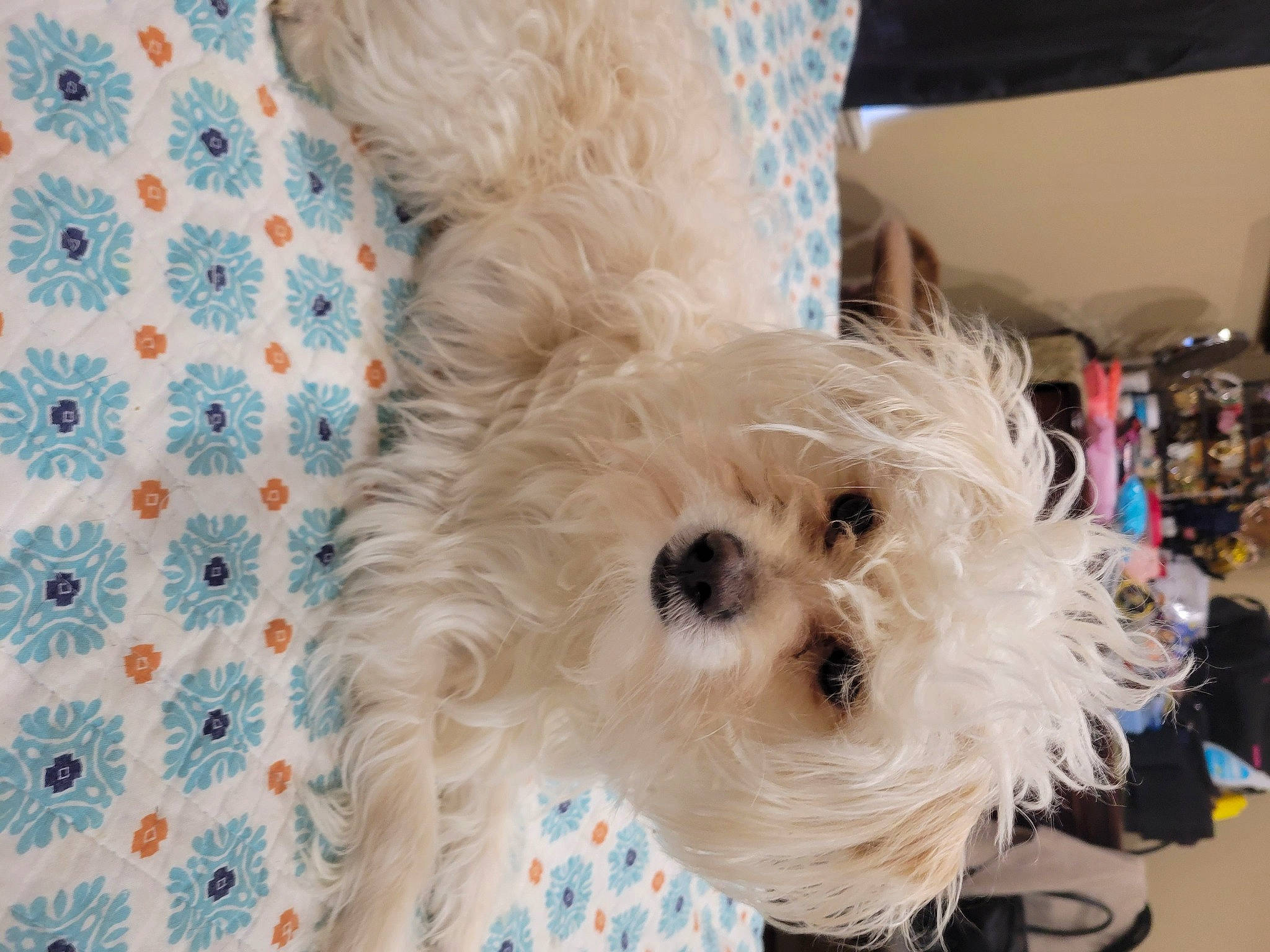 Brady is registered to the contest to win money with this photo: canidae, carnivore, collar, companion_dog, dog, dog_breed, dog_clothes, dog_collar, dog_supply, fawn, pattern, pet_supply, small_terrier, snout, sporting_group, sunglasses, terrier, toy, toy_dog, working_animal