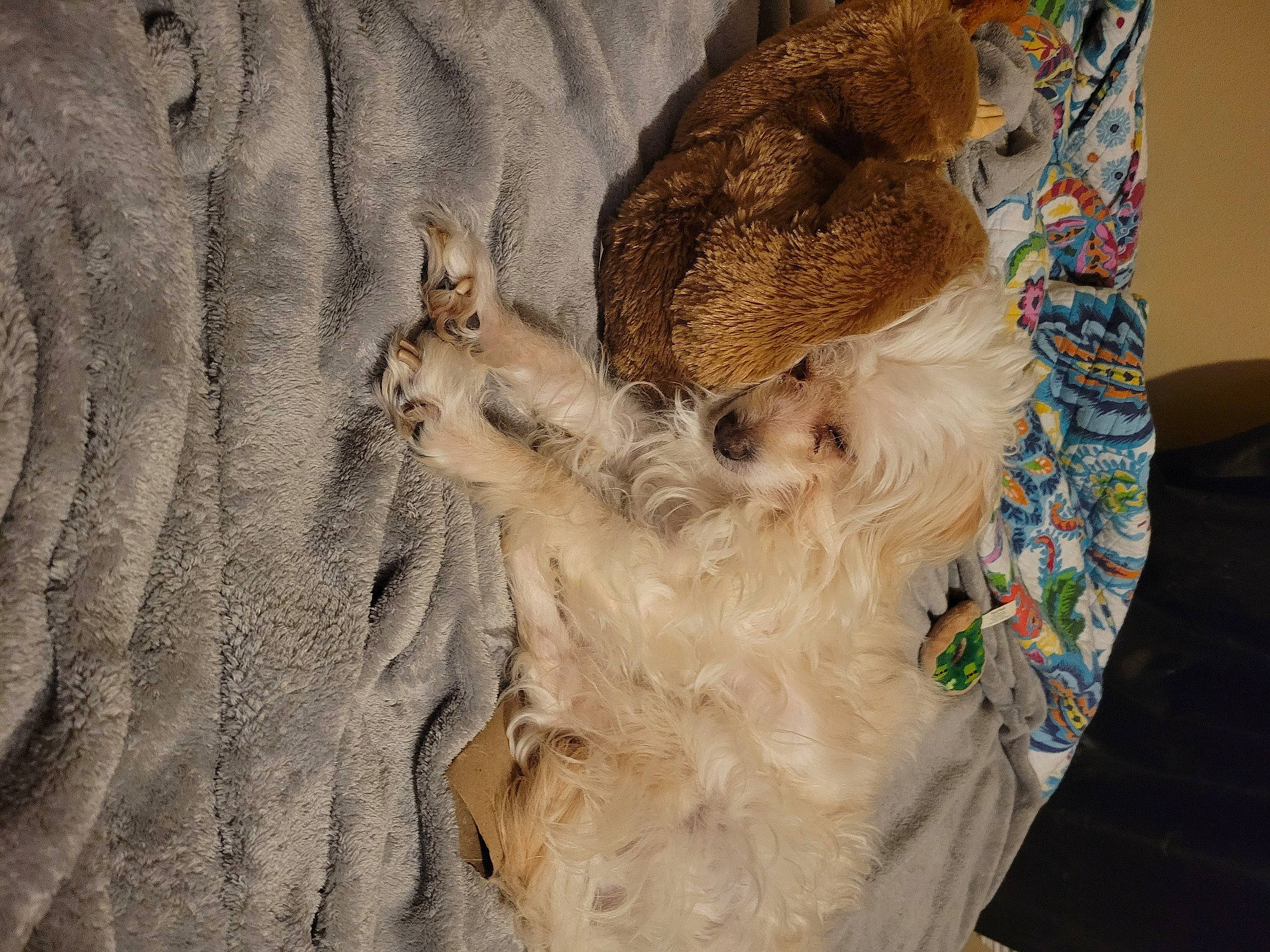 Brady is registered to the contest to win money with this photo: canidae, carnivore, comfort, companion_dog, dog, dog_breed, fawn, felidae, fur, labradoodle, paw, small_to_medium_sized_cats, snout, sporting_group, tail, terrier, toy_dog, whiskers, wood, working_animal