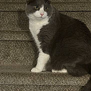 Charlie is registered to the contest to win money with this photo: alert, animal, carpeted_stairs, cat, cute, domestic_cat, feline, fur, gray_cat, indoor, looking_away, mammal, pet, relaxed, side_view, sitting, stairs, tail, whiskers, white_cat