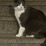 alert, animal, carpeted_stairs, cat, cute, domestic_cat, feline, fur, gray_cat, indoor, looking_away, mammal, pet, relaxed, side_view, sitting, stairs, tail, whiskers, white_cat
