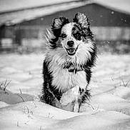 Nathalie Pequignot a rejoint le concours — aidez-le/la à gagner de superbes lots ! dog, border_collie, snow, winter, outdoors, running, portrait, black_and_white, fur, happy, playful, animal, canine, snowy_field, motion, sharp_focus, background_barn, ears, nose, tongue