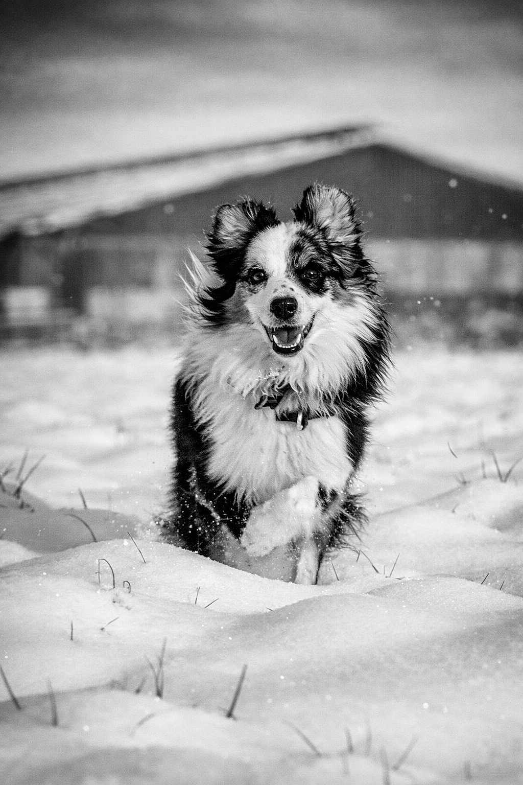Nathalie Pequignot a rejoint le concours — aidez-le/la à gagner de superbes lots ! dog, border_collie, snow, winter, outdoors, running, portrait, black_and_white, fur, happy, playful, animal, canine, snowy_field, motion, sharp_focus, background_barn, ears, nose, tongue