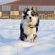 Vanille a rejoint le concours — aidez-le/la à gagner de superbes lots ! action_shot, australian_shepherd, barn, blue_sky, collar, dog, ears, field, fur, grass, happy, outdoor, paw, portrait, running, rural, smiling, snow, tongue, winter