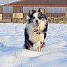 action_shot, australian_shepherd, barn, blue_sky, collar, dog, ears, field, fur, grass, happy, outdoor, paw, portrait, running, rural, smiling, snow, tongue, winter