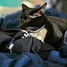 cat, black_cat, white_fur, collar, pet, indoor, blurred_background, fur, whiskers, animal, relaxed, laying_down, clothing, fabric, domestic_cat, portrait, side_view, cute, feline, resting