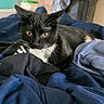 Scotty joined the competition — help win amazing prizes! cat, black_cat, white_markings, pet, indoor, blanket, blue_blanket, storage_bin, clutter, curious, feline, resting, animal, domestic_cat, fur, whiskers, collar, green_eyes, cozy, messy_room