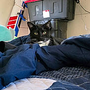 Scotty is registered to the contest to win money with this photo: cat, black_cat, indoor, blanket, bed, blue_blanket, model_airplane, storage_bin, wall, curious, pet, feline, resting, cozy, room, domestic, animal, fur, whiskers, ears