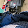 cat, black_cat, indoor, blanket, bed, blue_blanket, model_airplane, storage_bin, wall, curious, pet, feline, resting, cozy, room, domestic, animal, fur, whiskers, ears