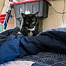 Scotty is registered to the contest to win money with this photo: cat, black_and_white, bed, blanket, indoor, model_airplane, storage_bin, wall, television, cord, furniture, curious, pet, domestic_animal, resting, fabric, blue, white, room, cozy