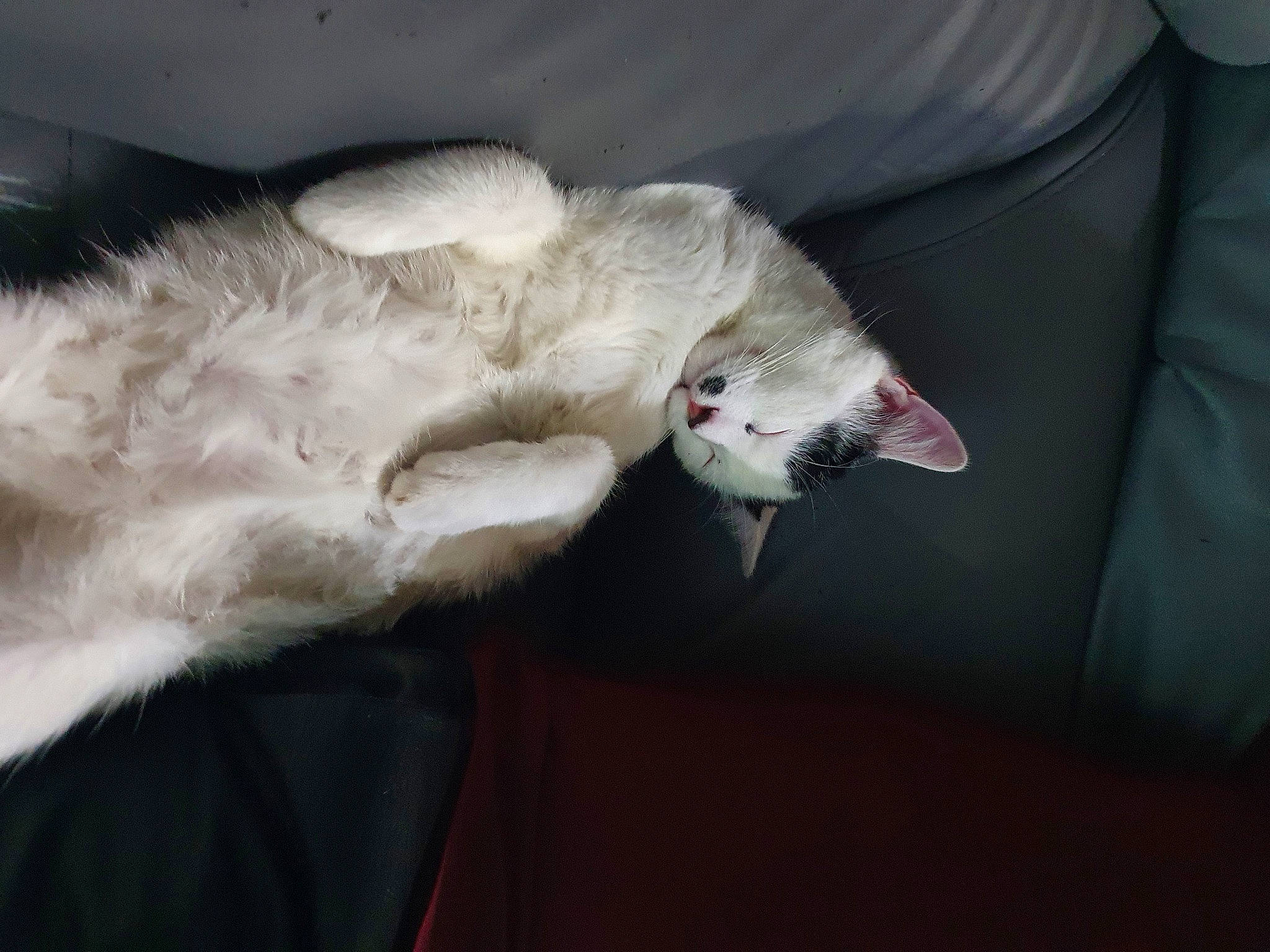 Pompom participe au concours pour gagner de l'argent avec cette photo : canidae, carnivore, cat, claw, comfort, dog_breed, domestic_short_haired_cat, fang, fawn, felidae, fur, gesture, jaw, linens, paw, small_to_medium_sized_cats, snout, sporting_group, tail, whiskers