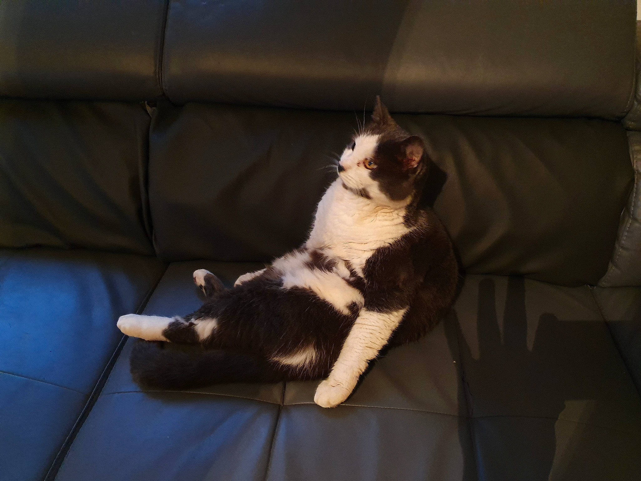 Filou a rejoint le concours — aidez-le/la à gagner de superbes lots ! carnivore, cat, cat_supply, comfort, companion_dog, couch, domestic_short_haired_cat, felidae, flooring, fur, furniture, hardwood, human_leg, linens, paw, sitting, small_to_medium_sized_cats, tail, whiskers, wood