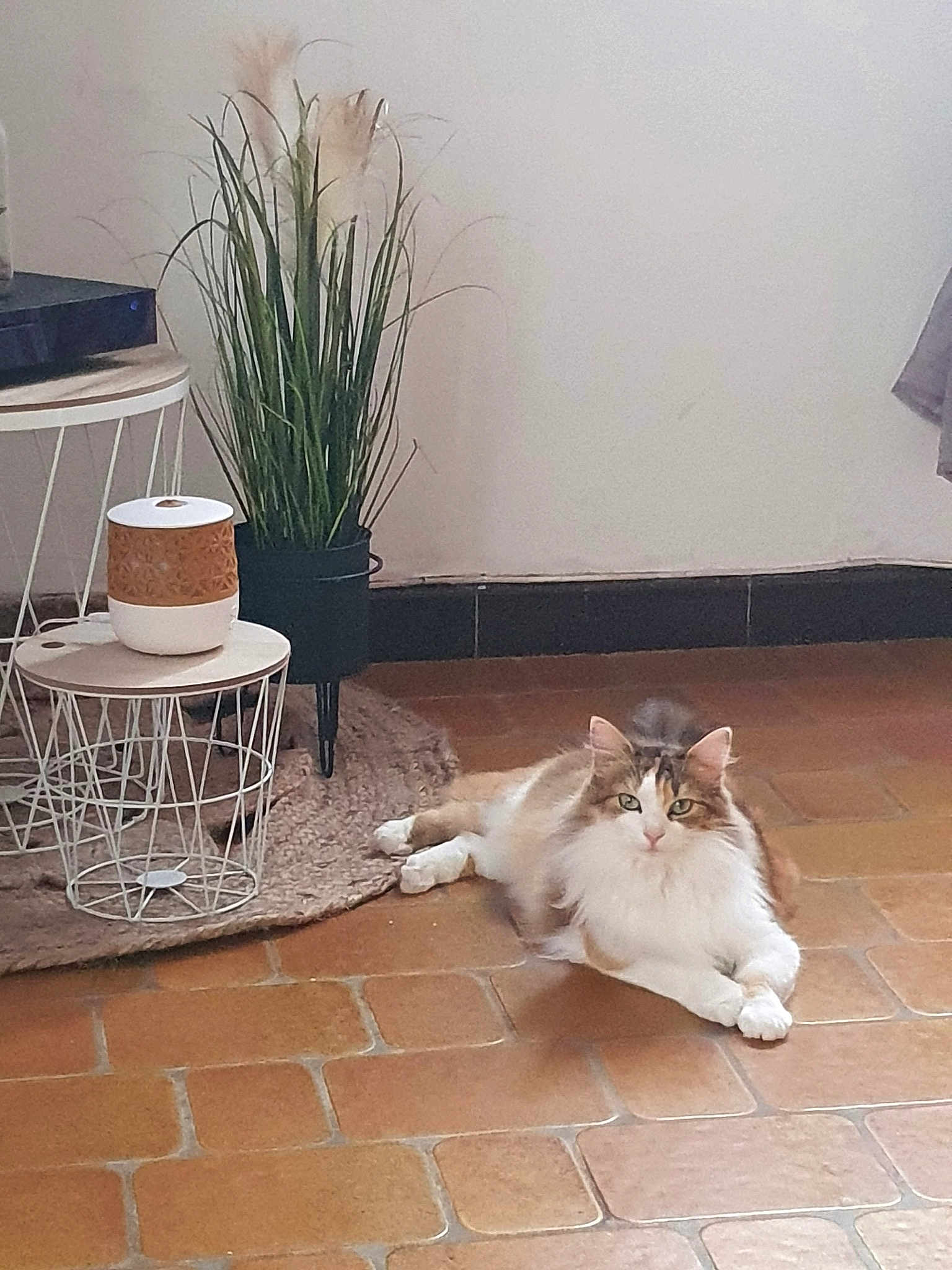 Cannelle