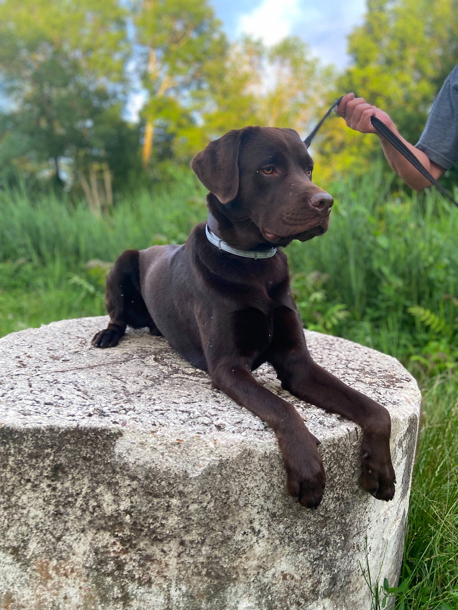 Polochon participe au concours pour gagner de l'argent avec cette photo : carnivore, cloud, collar, companion_dog, dog, dog_breed, dog_collar, fawn, gun_dog, leash, liver, pet_supply, plant, retriever, sky, snout, sporting_group, tail, tree, working_animal
