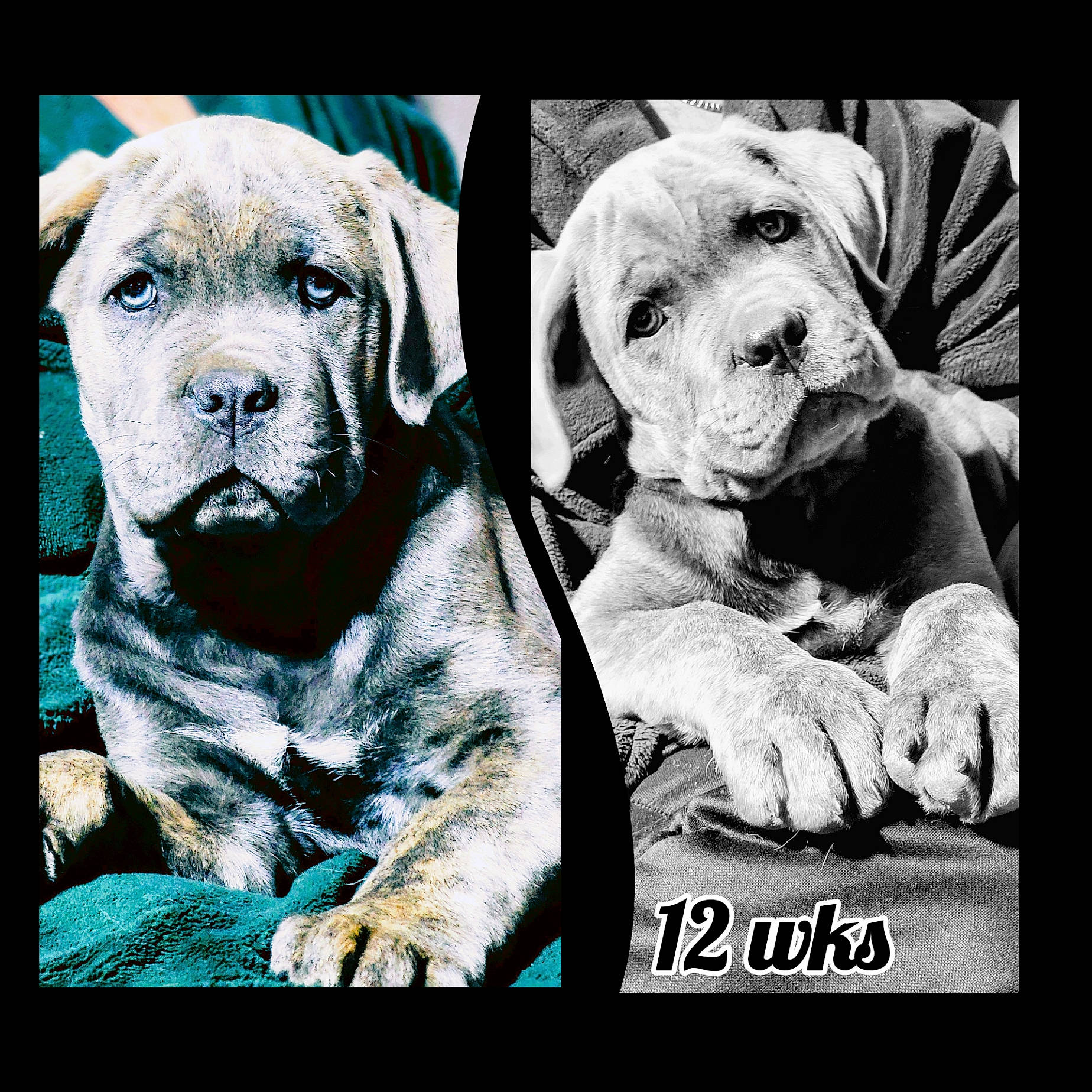 Trigger joined the competition — help win amazing prizes! ancient_dog_breeds, art, canidae, carnivore, companion_dog, dog, dog_breed, font, fur, monochrome_photography, photo_caption, portrait_photography, rectangle, snout, sporting_group, stock_photography, whiskers, working_animal, wrinkle