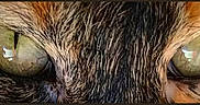 Bella joined the competition — help win amazing prizes! animal, black_background, cat, close_up, cute, detail, eyes, face, feline, fur, green_eyes, intense_gaze, looking, macro, mammal, nature, pet, portrait, whiskers, wildlife
