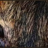 animal, black_background, cat, close_up, cute, detail, eyes, face, feline, fur, green_eyes, intense_gaze, looking, macro, mammal, nature, pet, portrait, whiskers, wildlife