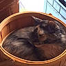 Bella is registered to the contest to win money with this photo: animal, basket, calm, cat, closeup, comfort, container, cozy, domestic_animal, feline, fur, home, indoor, pet, quiet, relaxation, resting, sleeping, soft_light, wooden_basket