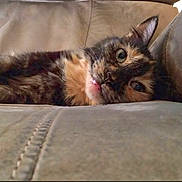 Bella joined the competition — help win amazing prizes! animal, cat, closeup, comfortable, couch, cozy, cute, ears, eyes, feline, fur, home, indoor, laying, pet, relaxing, resting, sofa, tortoiseshell, whiskers