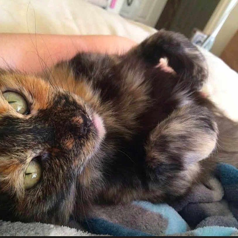Bella