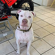 Kilo is registered to the contest to win money with this photo: dog, white_dog, blue_eyes, sitting, tile_floor, red_motorbike, motorbike, dirt_bike, indoor, door, chair, leash, collar, pet, animal, floor_tiles, house, vehicle, number_24, looking