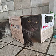 Yoshi a rejoint le concours — aidez-le/la à gagner de superbes lots ! animal, box, cardboard_box, cat, cozy, curious, cute, eyes, floor, fur, gray_cat, home, indoor, kitchen, paws, pet, relaxed, resting, tile, whiskers