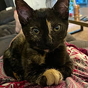 Ember is registered to the contest to win money with this photo: kitten, cat, tortoiseshell, close_up, paw, patterned_fabric, couch, living_room, indoor, furniture, pet, animal, cute, eyes, whiskers, relaxed, home, soft_focus, colorful, resting