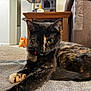 Ember joined the competition — help win amazing prizes! cat, tortoiseshell_cat, indoor, carpet, towel, furniture, table, couch, pet, animal, feline, relaxing, paw, fur, curious, stretching, domestic, home, cozy, closeup