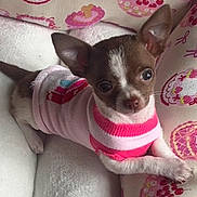 Nugget is registered to the contest to win money with this photo: animal, cake_pattern, cherry_pattern, chihuahua, close_up, cozy, cushion, cute, dog, ears, fur, indoor, looking_up, patterned_cushion, pet, pink_clothing, puppy, small_dog, sweater, white_clothing