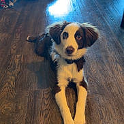 Koala joined the competition — help win amazing prizes! dog, puppy, brown_and_white, indoor, wooden_floor, lying_down, looking_up, pet, cute, fluffy, collar, ears, paws, home_interior, blanket, table_leg, natural_light, flooring, animal, canine
